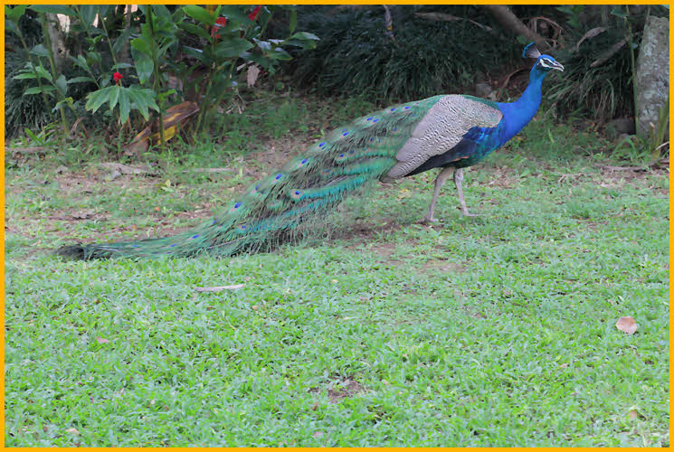 Common Peafowl