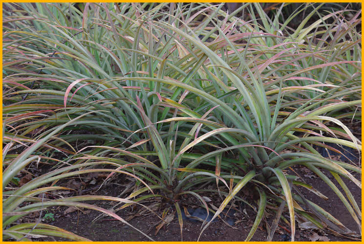 Pineapple Plants