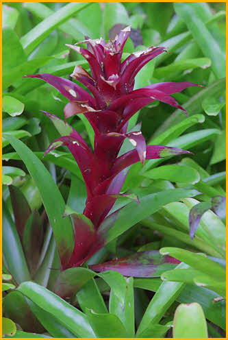 Maroon Bromeliad