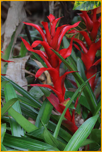 Red Bromeliad