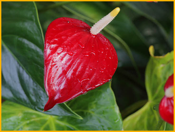 Anthurium