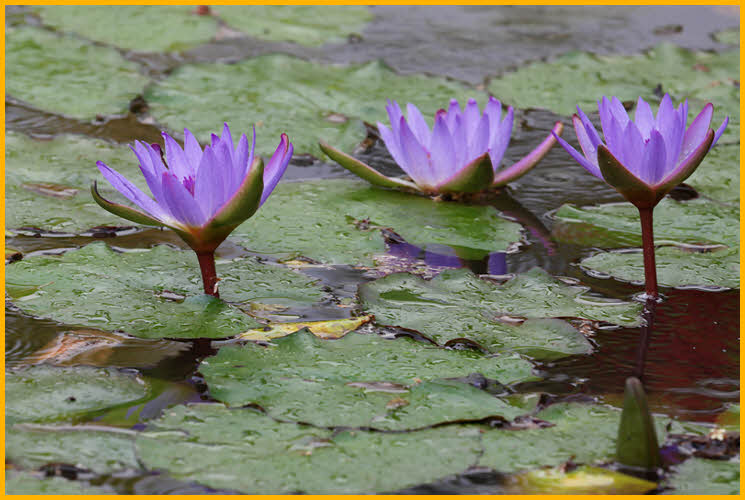 Hawaiian Water Lily