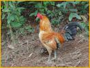 Red Junglefowl