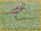 Pacific Golden-Plover
