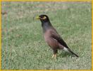 Common Myna