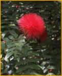 Red Ohia Lehua