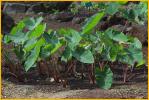 Taro Plant