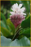 Pink Ginger