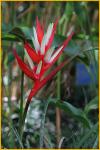 Christmas Heliconia