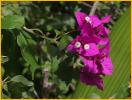 Purple Bougainvillea