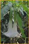 White Angel's Trumpet