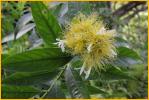 Yellow Ohia Luhua