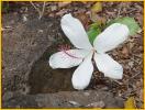 White Hibiscus