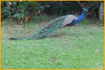 Common Peafowl