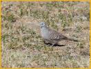 Zebra Dove