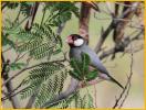 Java Sparrow