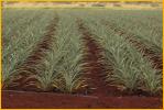 Pineapple Field