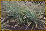 Pineapple Plants