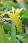 Yellow Bromeliad