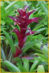 Maroon Bromeliad