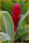 Hawaiian Red Ginger