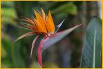 Bird of Paradise