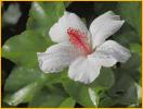 White Hibiscus