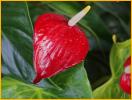 Anthurium