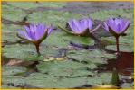 Hawaiian Water Lily