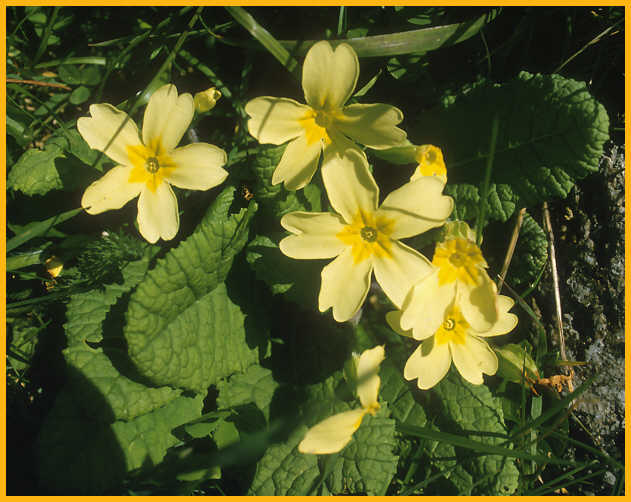 Wild Flowers of the Burren