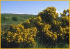 Gorse