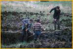 Cutting Peat