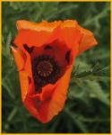 Orange Poppy