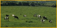 Cows in the Field