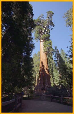 General Grant Tree