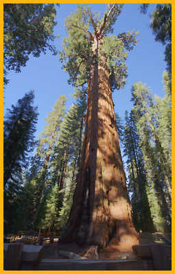 General Sherman Tree