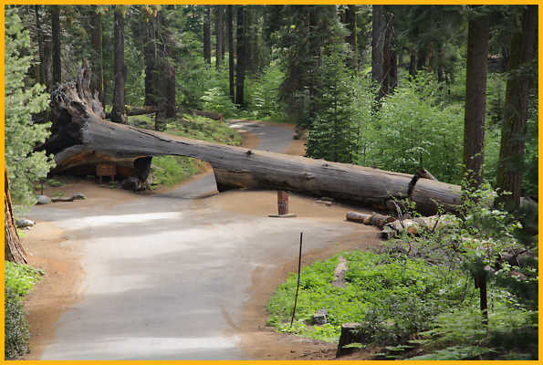 Tunnel Log