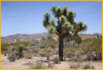 Joshua Tree
