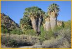 Cottonwood Spring