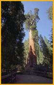General Grant Tree