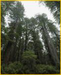 Redwoods