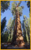 General Sherman Tree