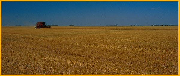 Grain Harvest