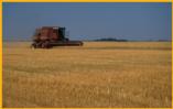 Grain Harvest