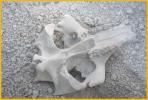 Jaw of Arthaoetherium