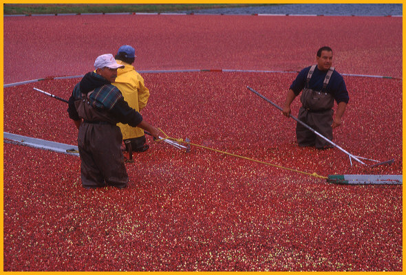 Harvesting Cranberries