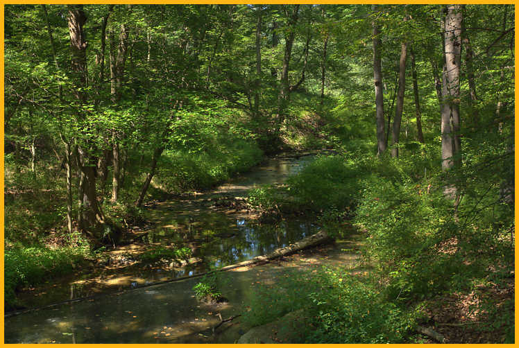 Stream and Woods