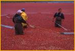 Harvesting Cranberries