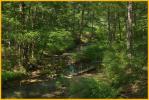 Stream and Woods