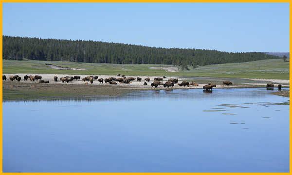 Buffalo Herd